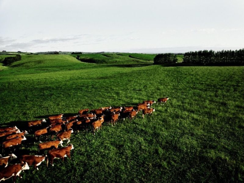 Q4 farm sales jump 29% – REINZ