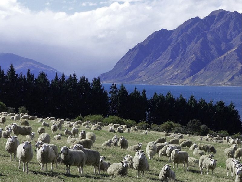 Farm sales rise – REINZ