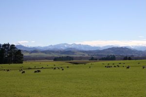 Warakirri launches new NZ, Aus dairy strategy